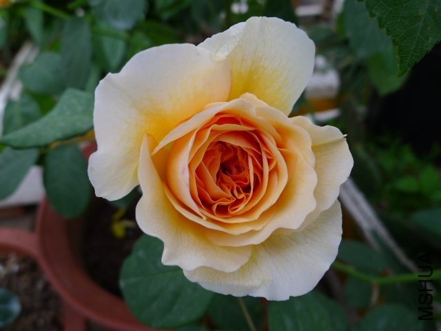 �����������4 of ZYLZXX008 .jpg