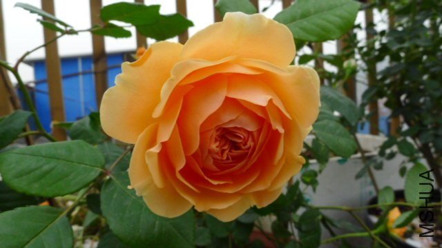 �����������6 of ZYLZXX008 .jpg