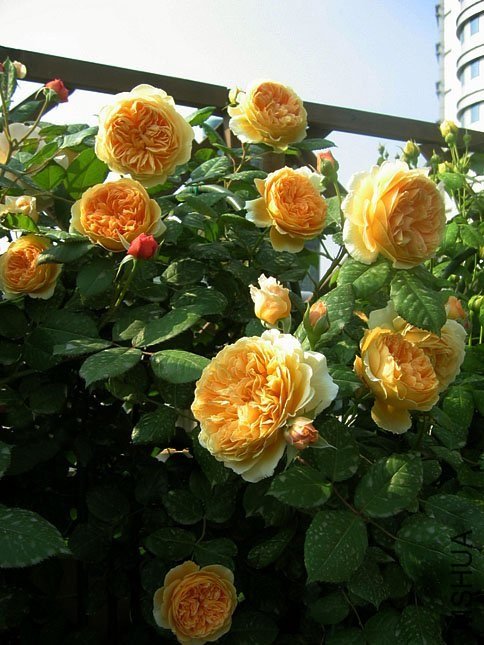 �����������12 of Yifei1406.jpg