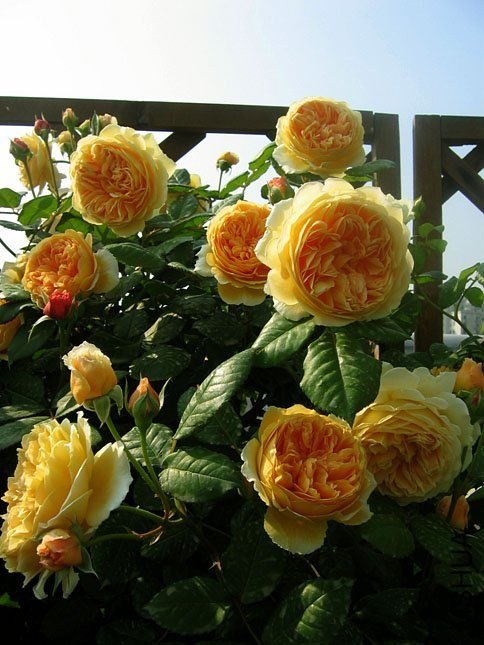 �����������13 of Yifei1406.jpg