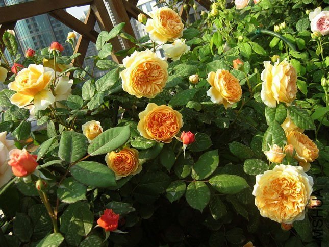 �����������14 of Yifei1406.jpg