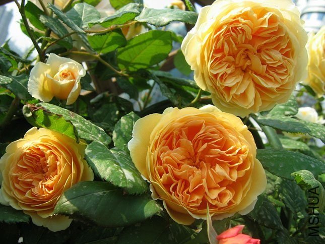 �����������15 of Yifei1406.jpg