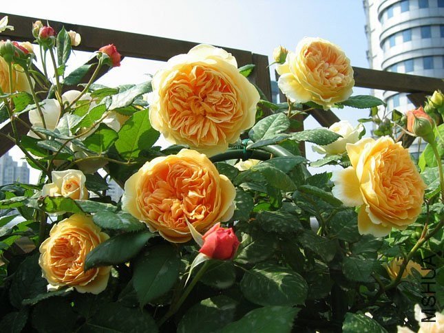 �����������16 of Yifei1406.jpg