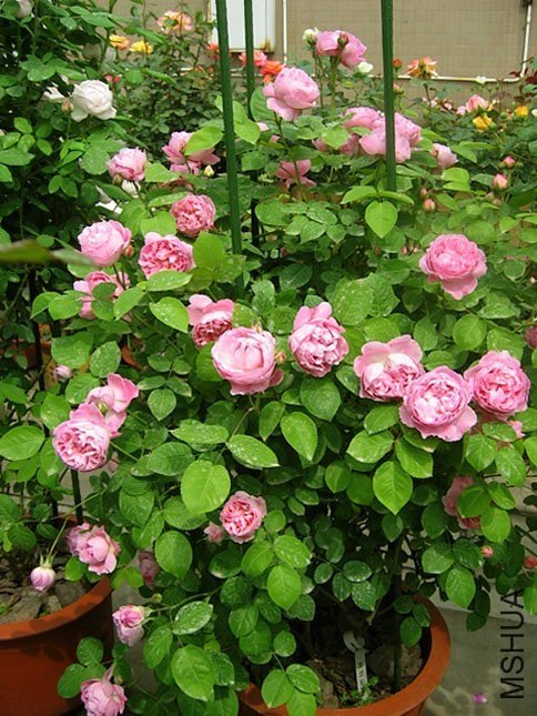 ������˹13 of Yifei1406.jpg