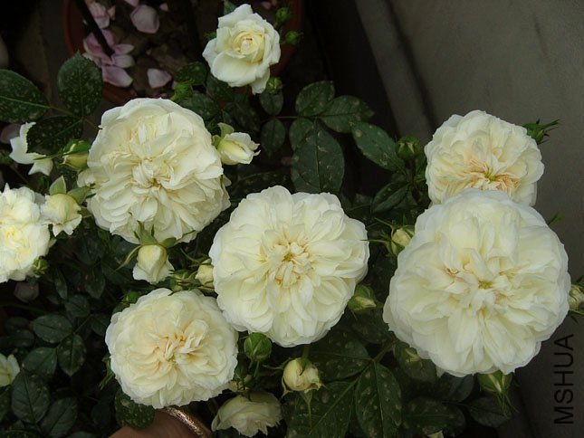 ���������ʿ5 of Yifei1406.jpg