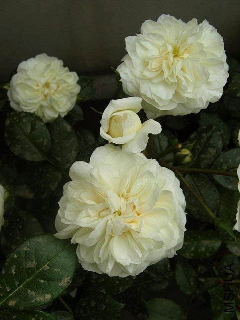 ���������ʿ6 of Yifei1406.jpg