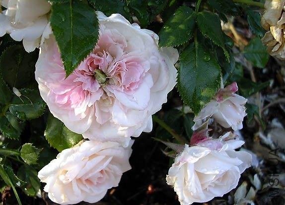 ÷�����ȷ��ˣ�Lady Meillandina��.jpg