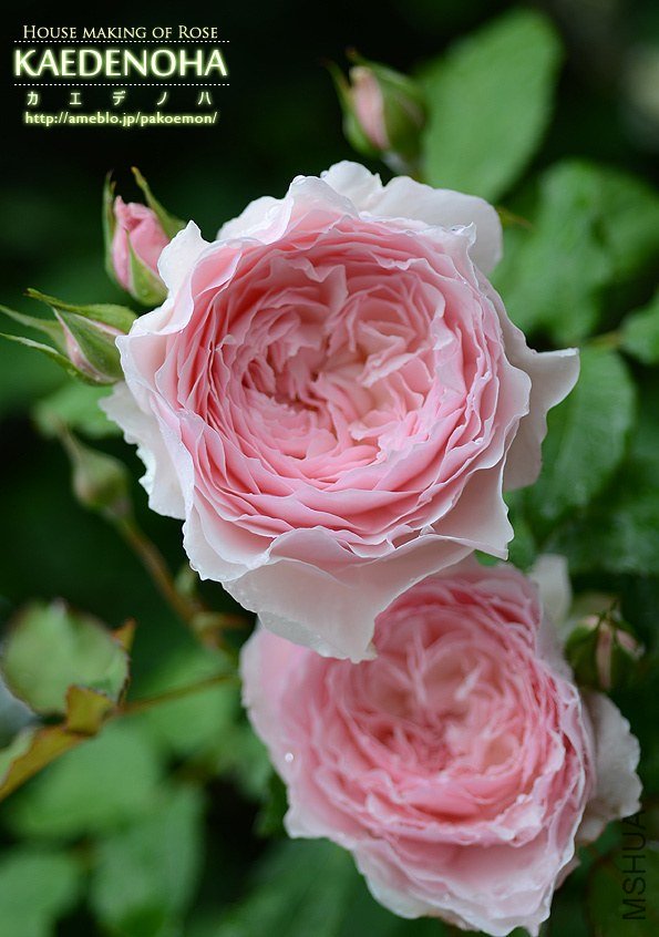 ���D11 of ivanovic.jpg