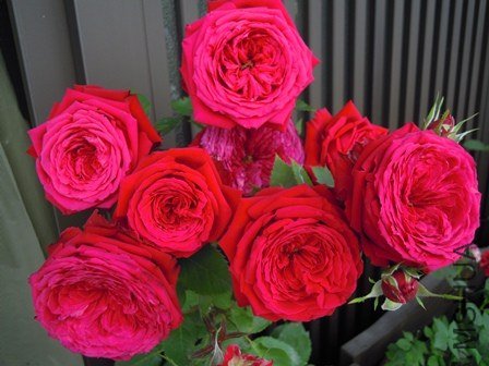 ���ؿ���1 of ivanovic.jpg