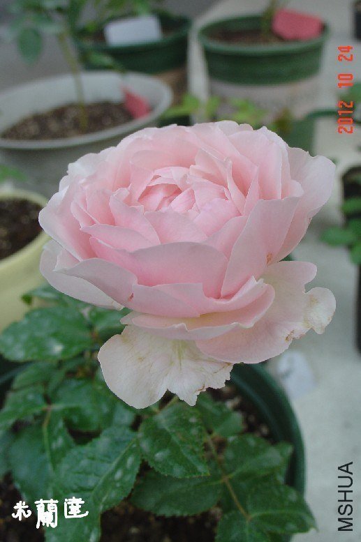 ������4 of 9900.jpg