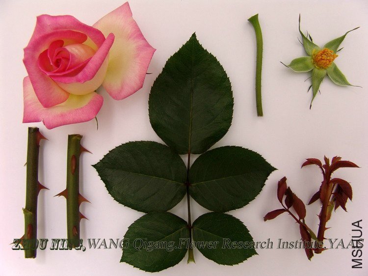 Ħ�ɸ繫��1 of ynflower.jpg