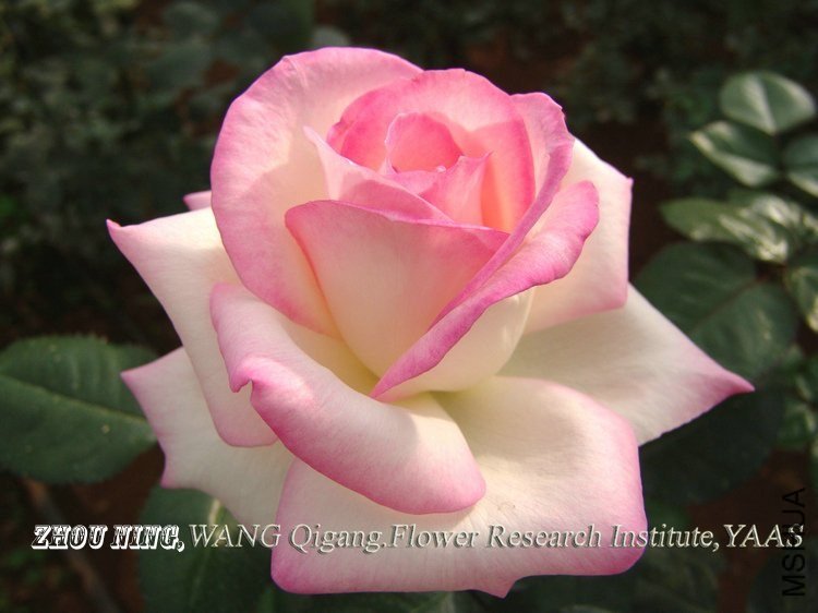 Ħ�ɸ繫��2 of ynflower.jpg