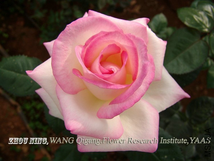 Ħ�ɸ繫��3 of ynflower.jpg