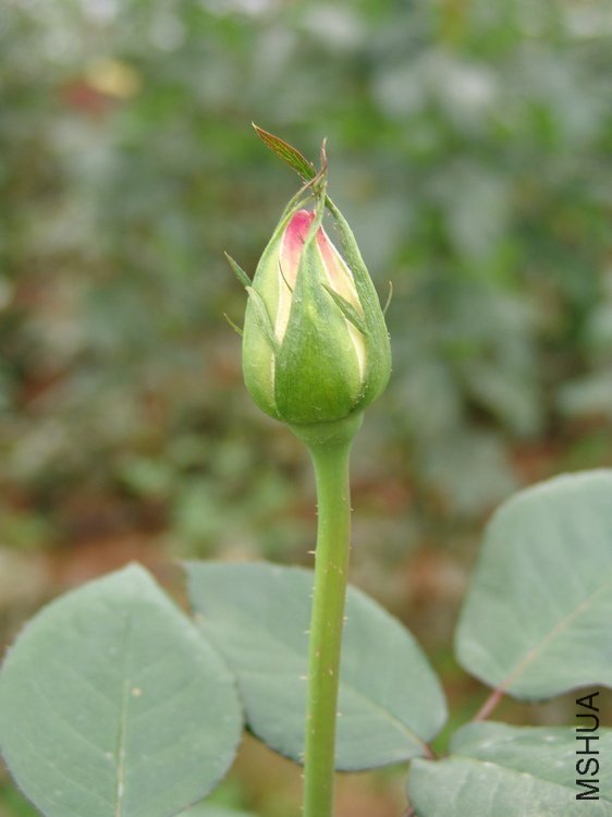 Ħ�ɸ繫��4 of ynflower.jpg