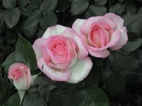 Ħ�ɸ繫��(Princesse de Monaco).jpg