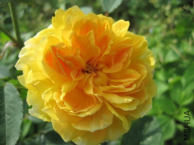 Ī��Ŧ��˹1 of ������Ǻ.jpg