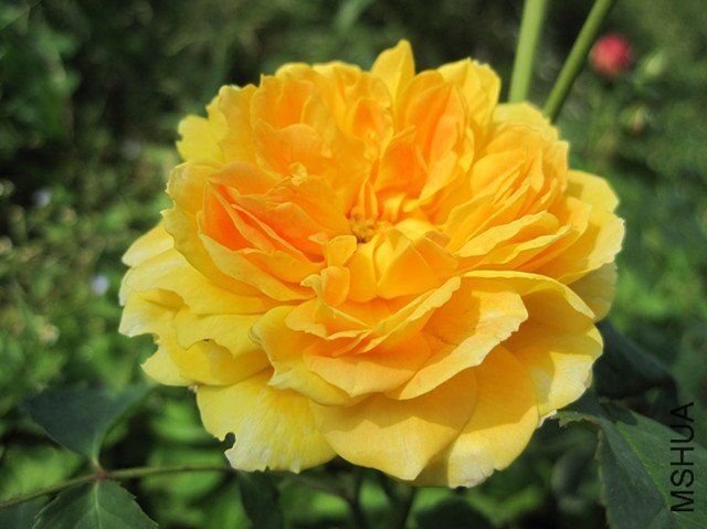 Ī��Ŧ��˹2 of ������Ǻ .jpg