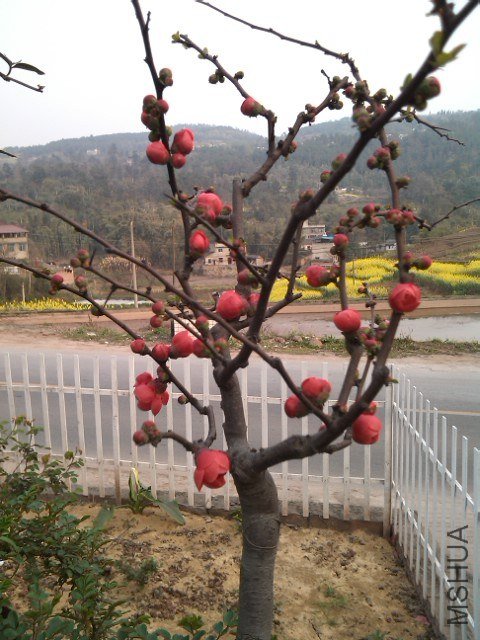 IMG_20130306_085229.jpg