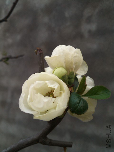 IMG_20130306_085334.jpg