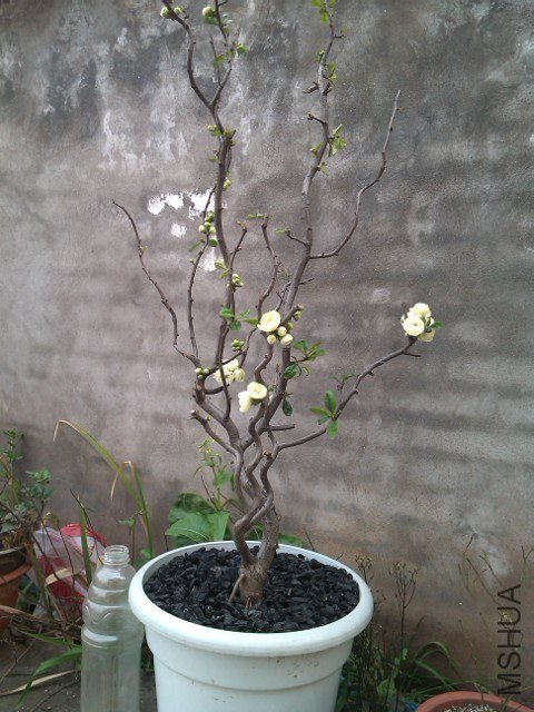IMG_20130306_085348.jpg
