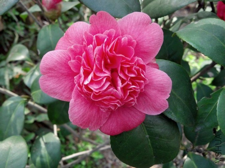 �ǽ�����֦����ô�Ƿ�ɫ��