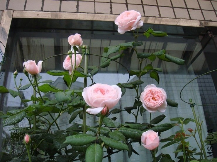 �Ⱥ���6 of ���ҵ�.jpg