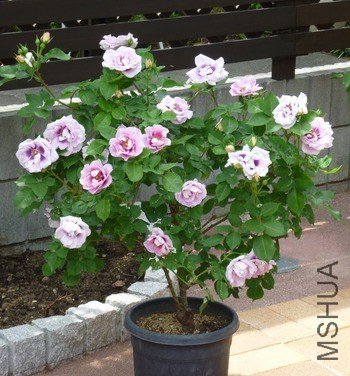 ����۾�1 of ivanovic.jpg