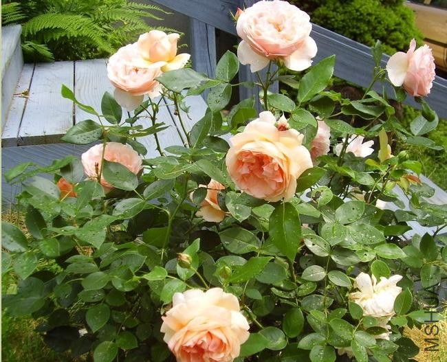 �˼����ã�Heaven on Earth��.jpg