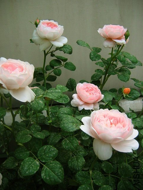 ���Ů��18 of Yifei1406.jpg