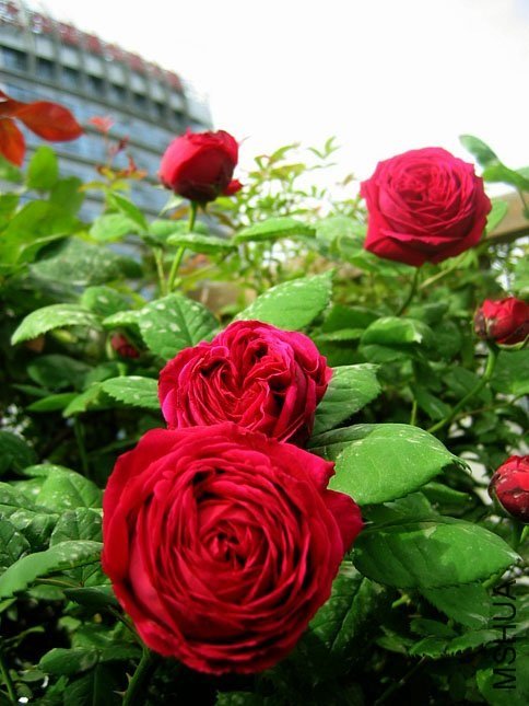 ����2 Yifei1406.jpg