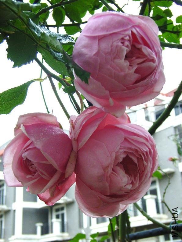 ʥ���󲼼�8 of ���鱴  .jpg