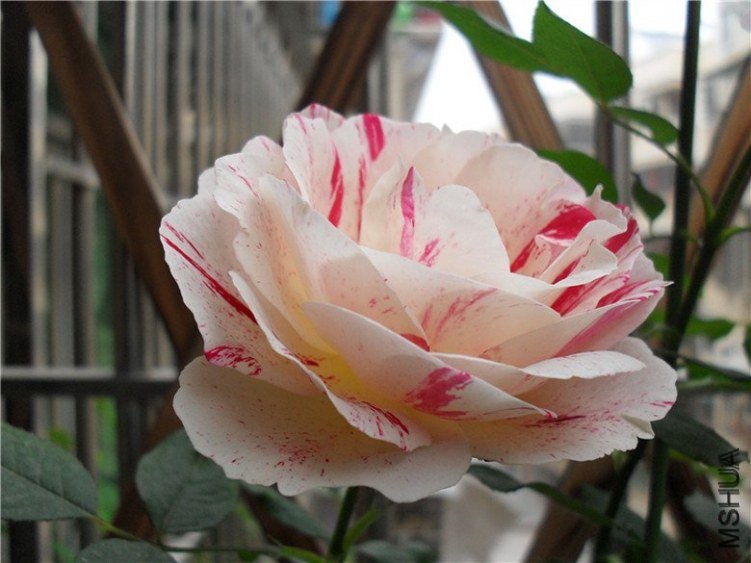 ˵��6 of ����  .jpg