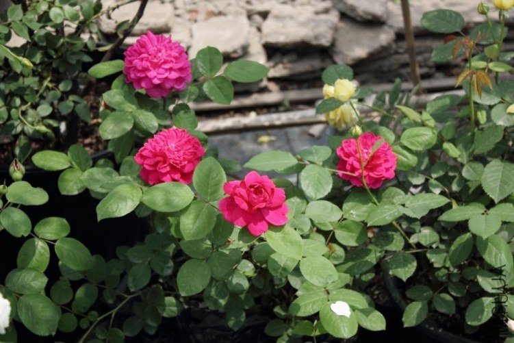 �շƵ�õ��1 of qkccc.jpg