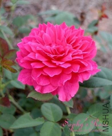 �շƵ�õ�壨Sophy\\'s Rose ).jpg