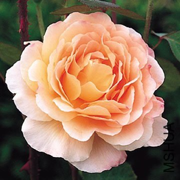 ̩Ī��1 of �̺�����.jpg