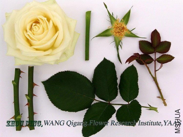 ̹���1 of ynflower.jpg