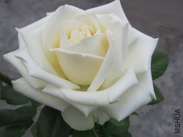 ̹���9 of mshhsm.jpg