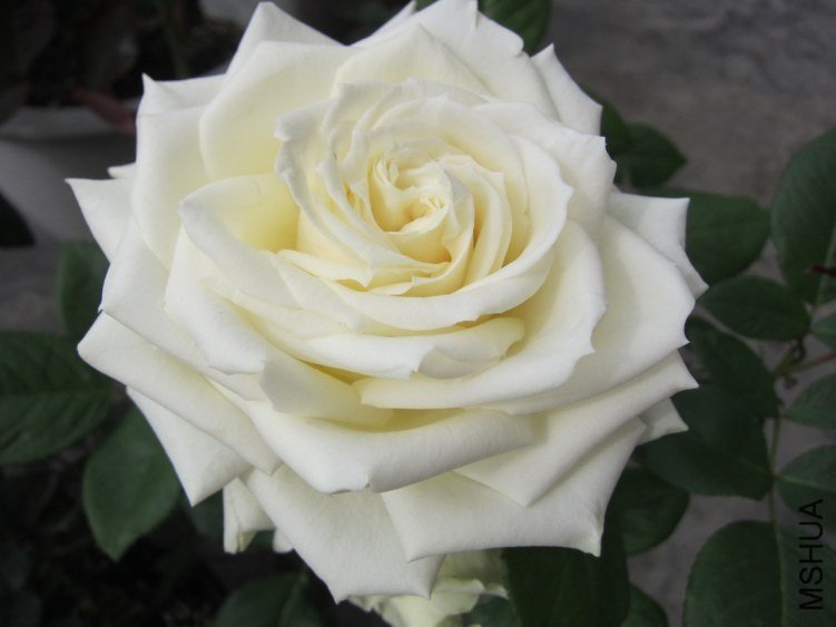 ̹���8 of mshhsm.jpg