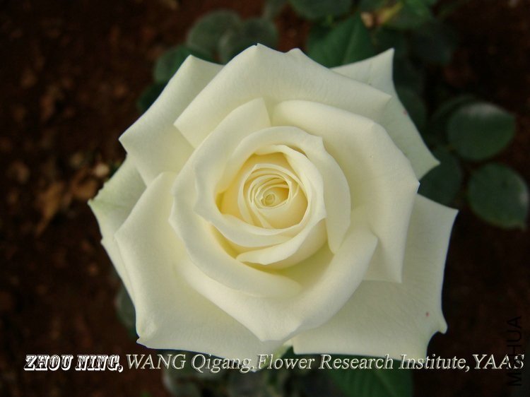 ̹���2 of ynflower.jpg