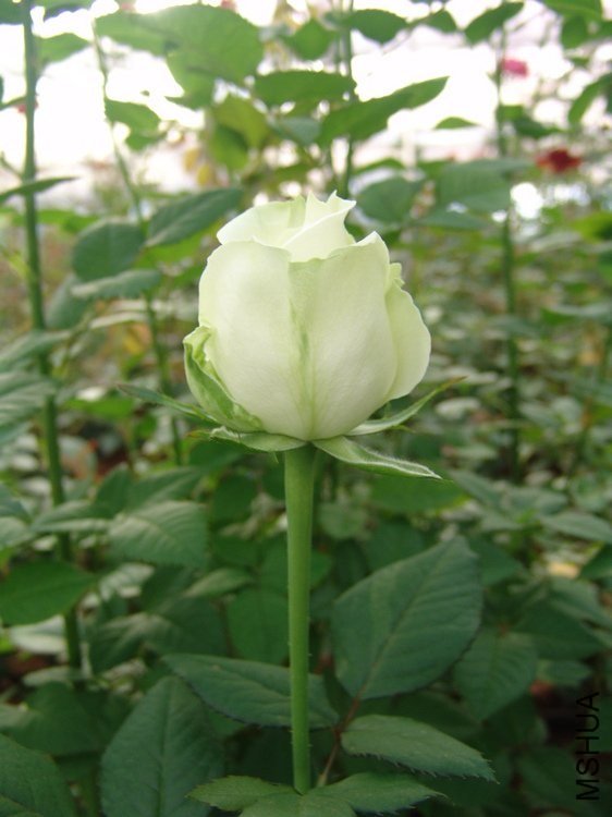 ̹���3 of ynflower.jpg