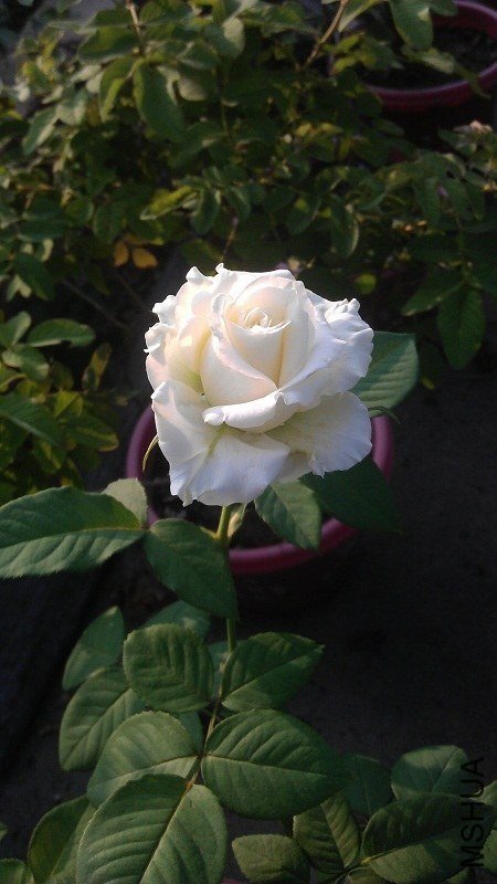 ̹���4 of ��Ƥ.jpg