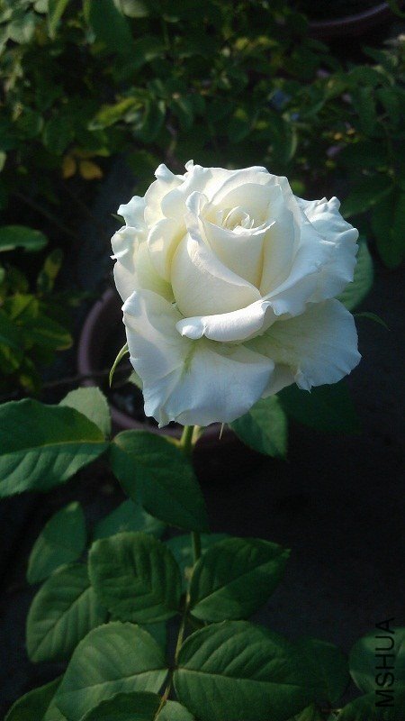 ̹���5 of ��Ƥ.jpg