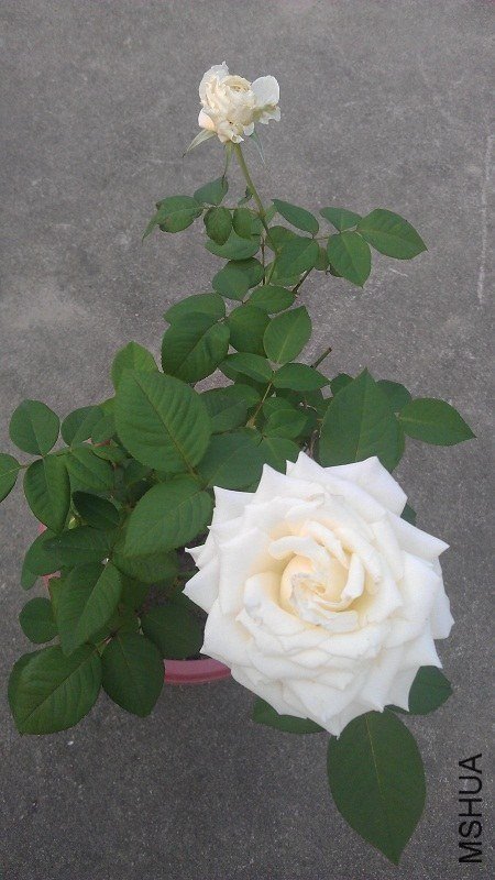 ̹���6 of ��Ƥ.jpg