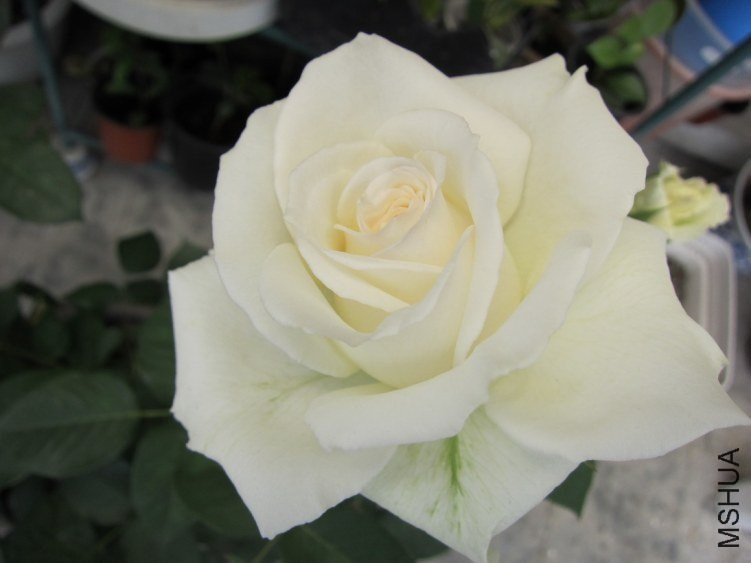 ̹���7 of mshhsm.jpg