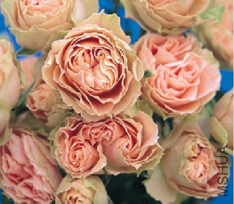 ������˿(Romantic Lace).jpg