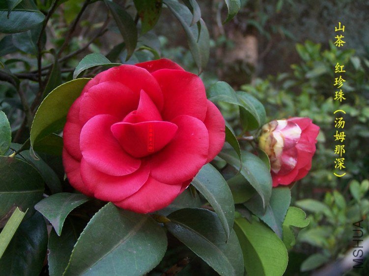 �����飨��ķ���20130307003.jpg