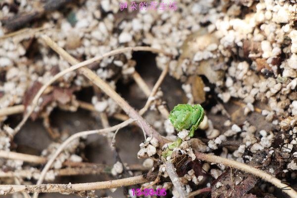 nEO_IMG_��Ƭ 287.jpg