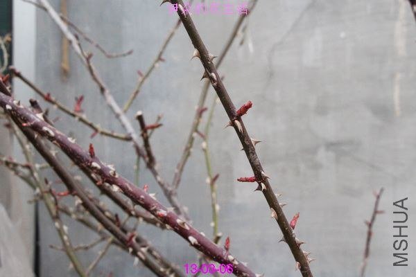 nEO_IMG_��Ƭ 300.jpg