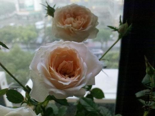 2012-10-22_12-16-33_175g.JPG