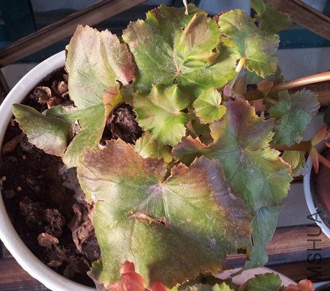 20130306_172827_����.jpg